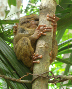 <img data-src=”https://goigu.com/foto.jpg” alt=”¿Los animales se suicidan?”  />