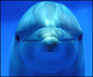 <img data-src=”http://movilchinodualsim.com/foto.jpg” alt=”es el delfin el animal mas inteligente”  />