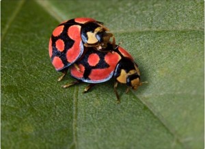 <img data-src=”https://goigu.com/foto.jpg” alt=”¿Cómo atraen los insectos a su pareja?”/>