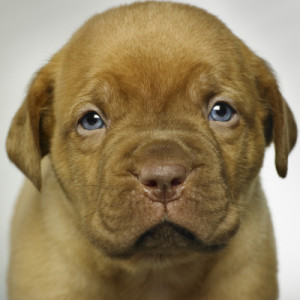 <img data-src=”https://goigu.com/foto.jpg” alt=”¿Cómo perciben el tiempo los perros?”/>