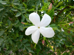 <img data-src=”https://goigu.com/foto.jpg” alt=”9 aceites esenciales que ayudan a dormir”/>