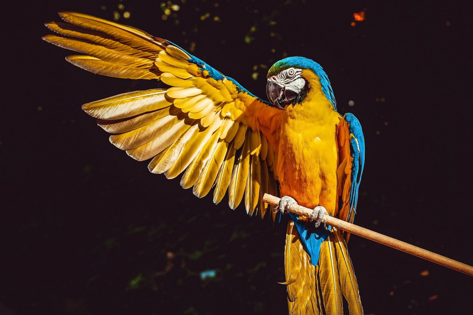 Aves rapaces: características, hábitos y algunas especies.