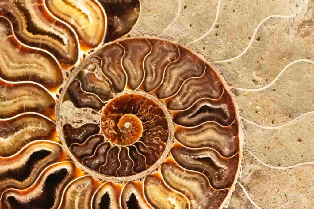 ¿Qué es la Paleontología?