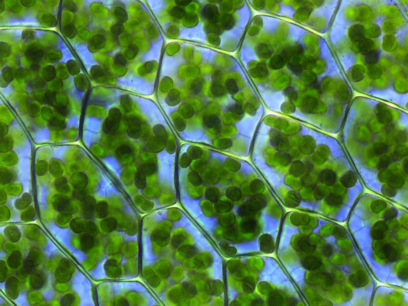 Células de hoja de musgo vistas al microscopio con numerosos cloroplastos verdes