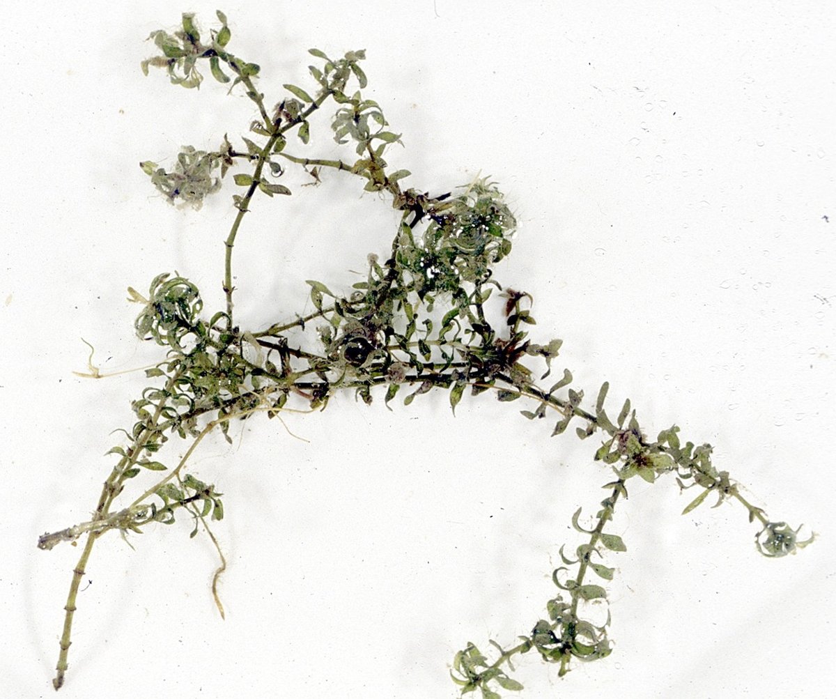 Ramas de la planta acuática Elodea canadensis sobre fondo blanco