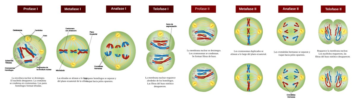 Esquema de las fases de la meiosis I y la meiosis II hasta formar cuatro células hijas