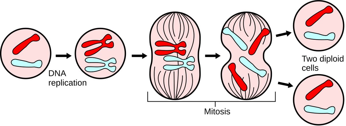 Esquema de las fases de la mitosis: interfase, profase, prometafase, metafase, anafase y telofase