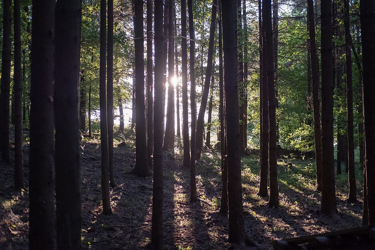 Rayos de sol atravesando las hojas verdes de un árbol