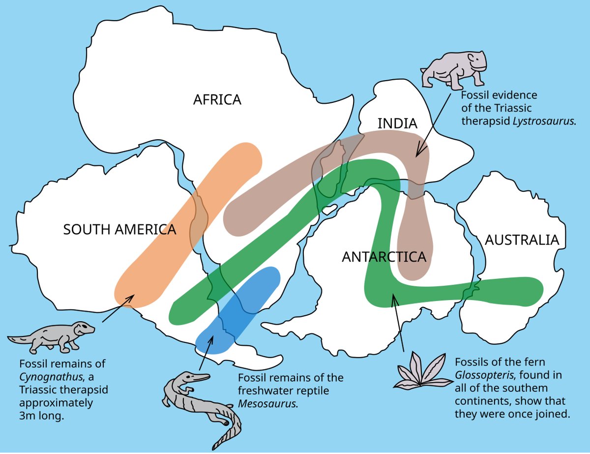 Mapa de los continentes del sur unidos con las zonas donde aparecen los mismos fósiles, como Mesosaurus y Glossopteris