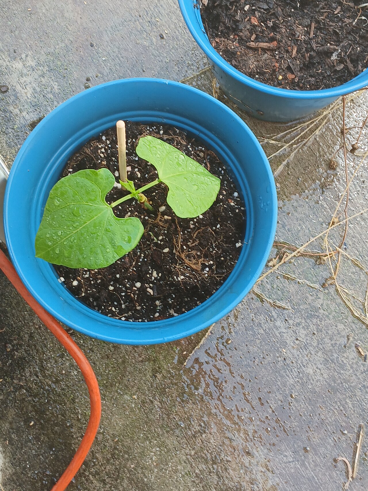 Planta joven de alubia pinta creciendo en una maceta azul