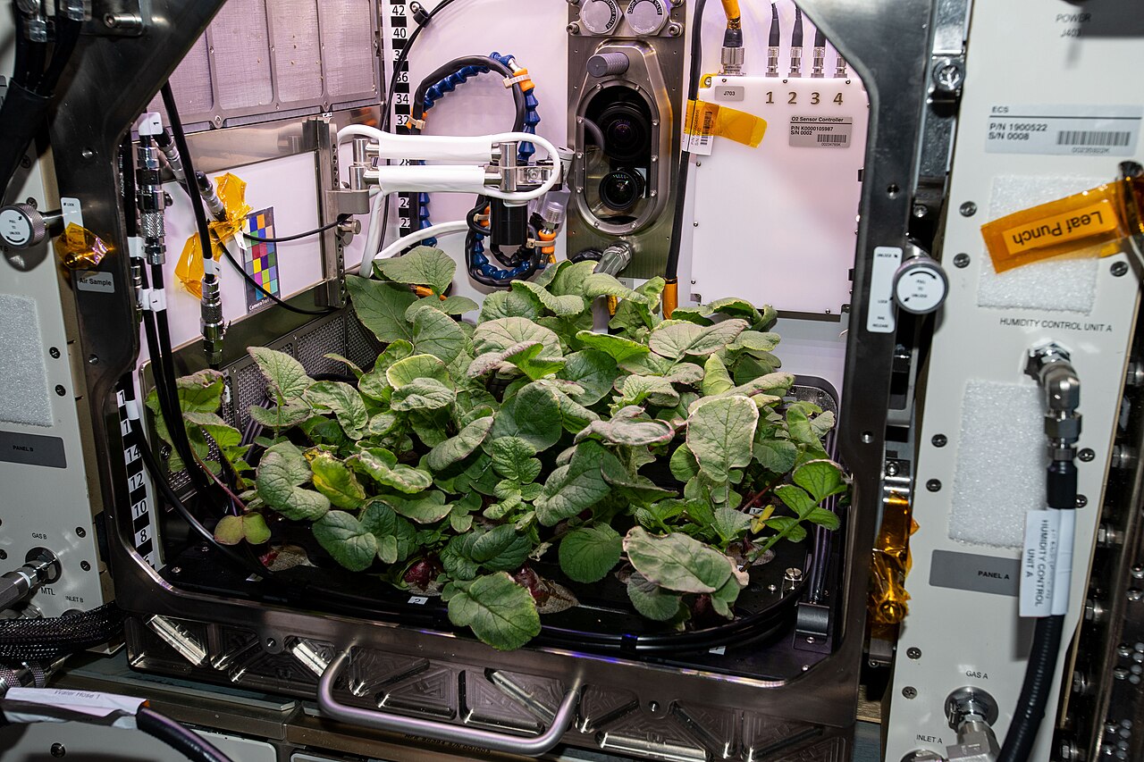 Rábanos creciendo en la cámara Advanced Plant Habitat de la Estación Espacial Internacional